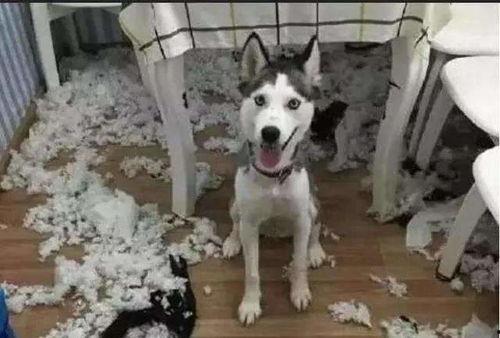 王狗狗家大姐爆料视频,揭秘家庭生活幕后真相